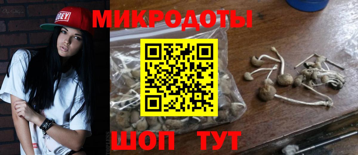 Галлюциногенные грибы Psilocybe Гудермес